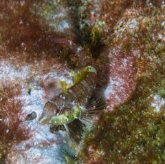 Enneapterygius atrogulare