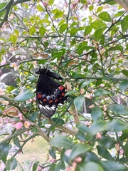 Papilio aegeus