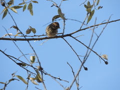 Emberiza pusilla