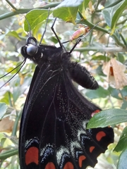 Papilio aegeus