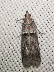 Acrobasis bithynella