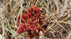 Sibbaldianthe bifurca