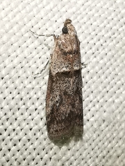 Acrobasis bithynella
