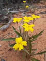 Goodenia willisiana