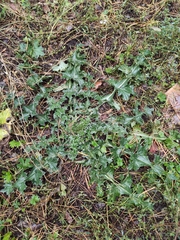 Carduus crispus