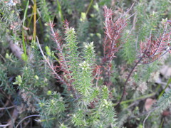 Acrotriche serrulata