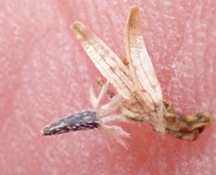 Deinandra paniculata