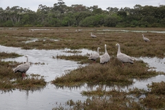 Cereopsis novaehollandiae