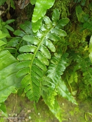 Bolbitis appendiculata