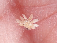 Deinandra paniculata