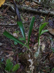 Epidendroideae