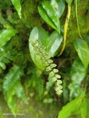 Bolbitis appendiculata