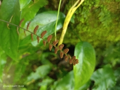 Bolbitis appendiculata