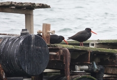 Haematopus fuliginosus
