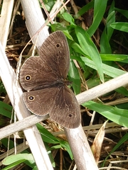 Ypthima multistriata