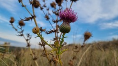 Cirsium serrulatum
