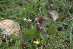 Anacamptis collina