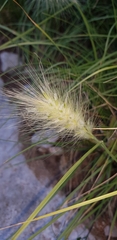 Cenchrus longisetus