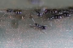 Ochetellus glaber