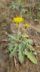Taraxacum serotinum