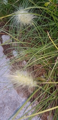 Cenchrus longisetus
