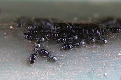 Ochetellus glaber