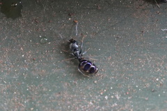 Ochetellus glaber