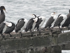 Phalacrocorax varius