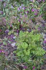 Valeriana officinalis