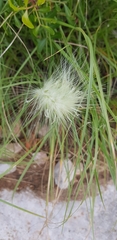 Cenchrus longisetus