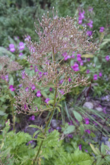 Valeriana officinalis