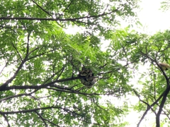 Malayopython reticulatus