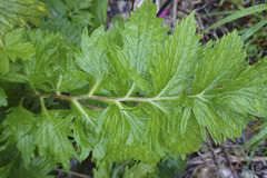 Valeriana officinalis