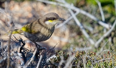 Gavicalis virescens