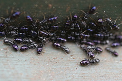Ochetellus glaber