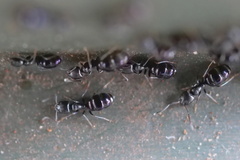 Ochetellus glaber