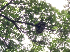 Malayopython reticulatus