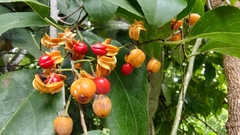 Celastrus paniculatus