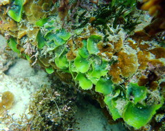 Dictyosphaeria sericea