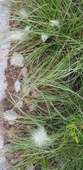 Cenchrus longisetus