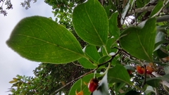 Celastrus paniculatus