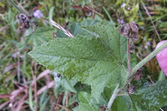 Althaea taurinensis