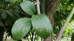 Celastrus paniculatus