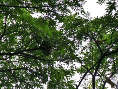 Malayopython reticulatus