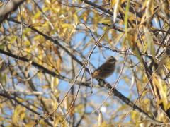 Emberiza rustica