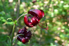 Lilium martagon