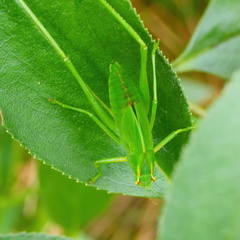 Caedicia simplex