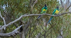 Barnardius zonarius