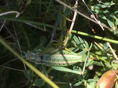 Ephippigerida diluta