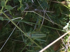 Ephippigerida diluta